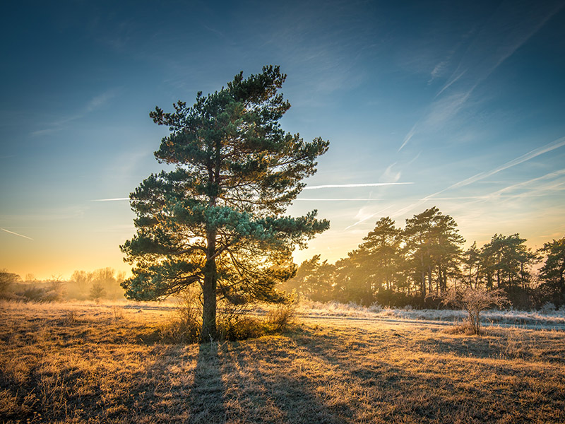Breathtaking view of a tree on a field with a tree line in the background under the beautiful sky